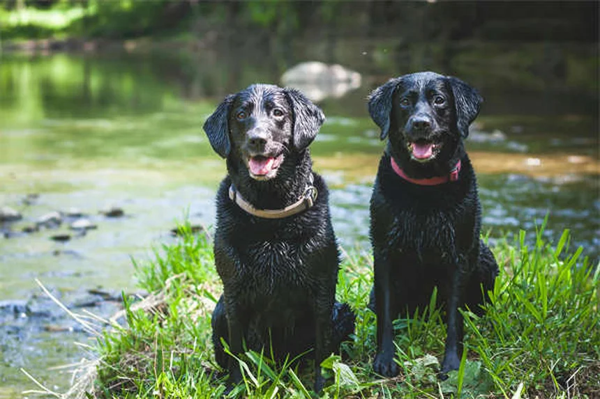 犬の産仔数は平均何匹?犬種別の目安と影響する要因を解説