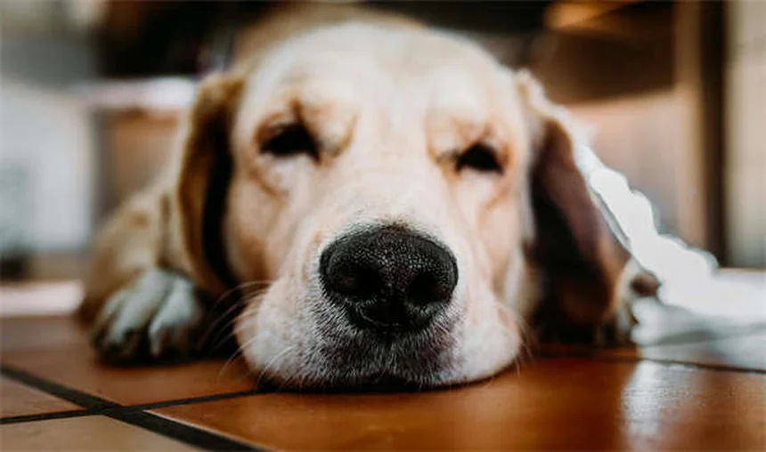 ペットの麻酔リスク5つ、飼い主が知らないと危険!